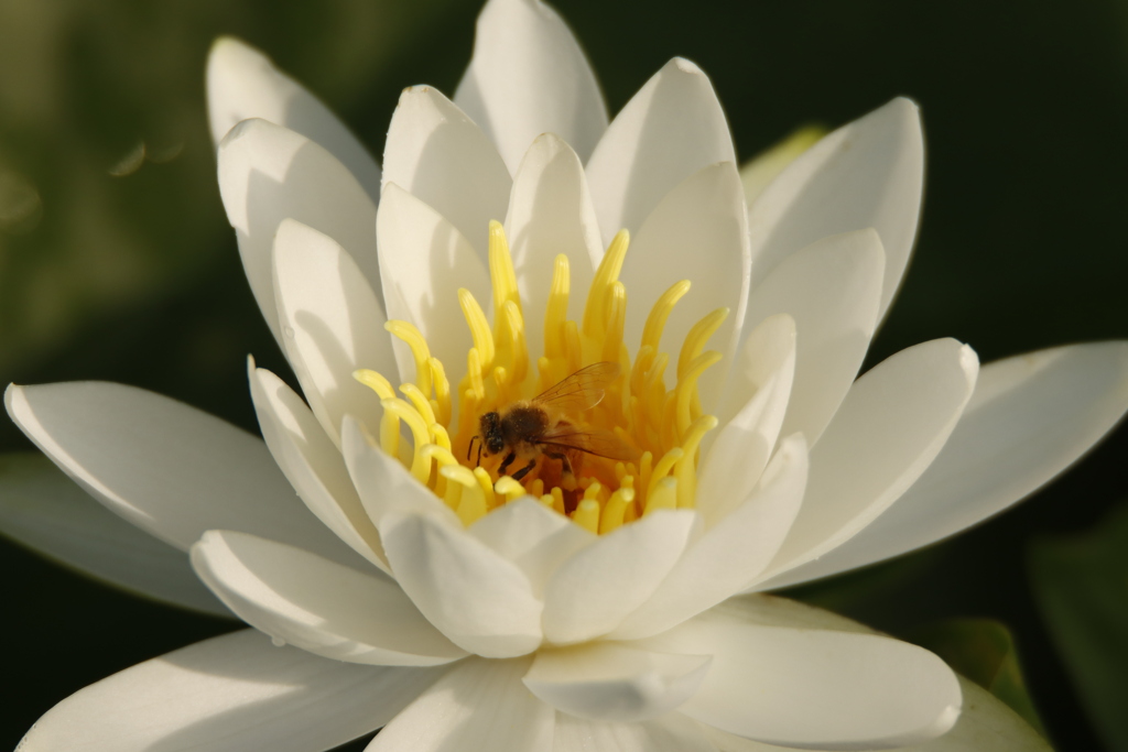 ミツバチと睡蓮1