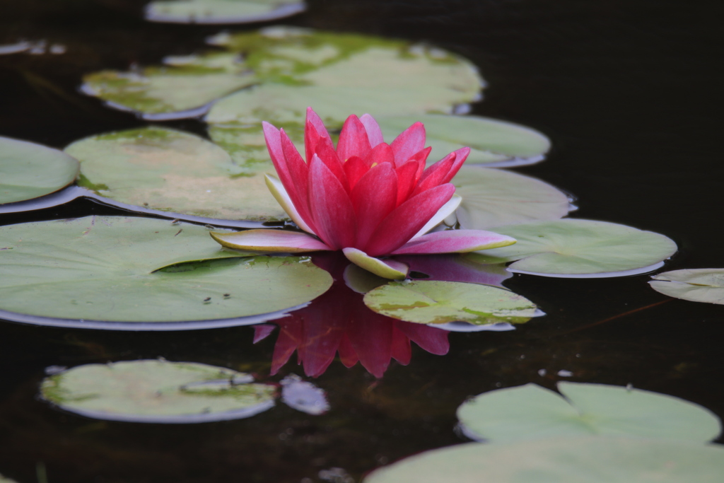 水面への映り込み