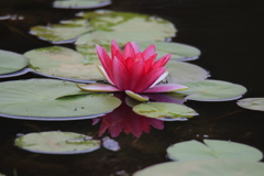 水面への映り込み