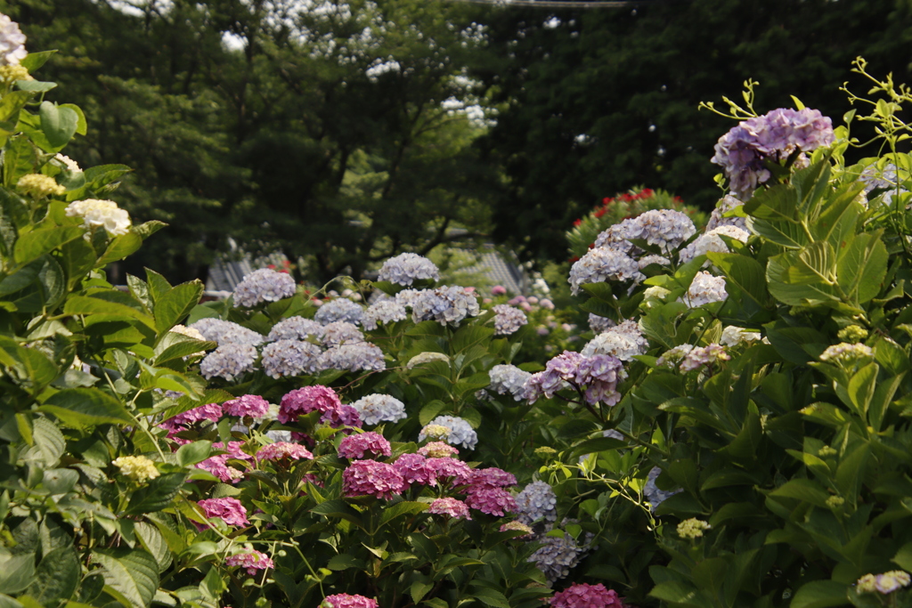 向徳寺あじさい1