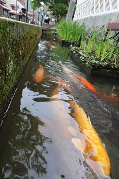 鯉