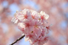 河津桜