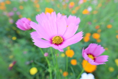 秋桜4