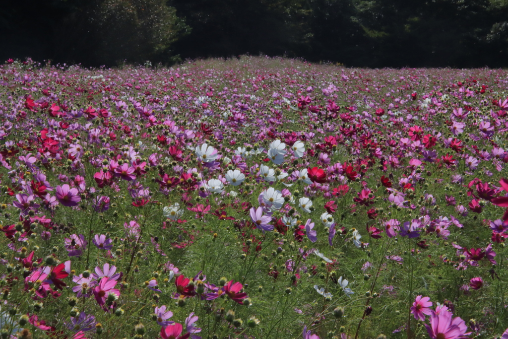 コスモス畑1