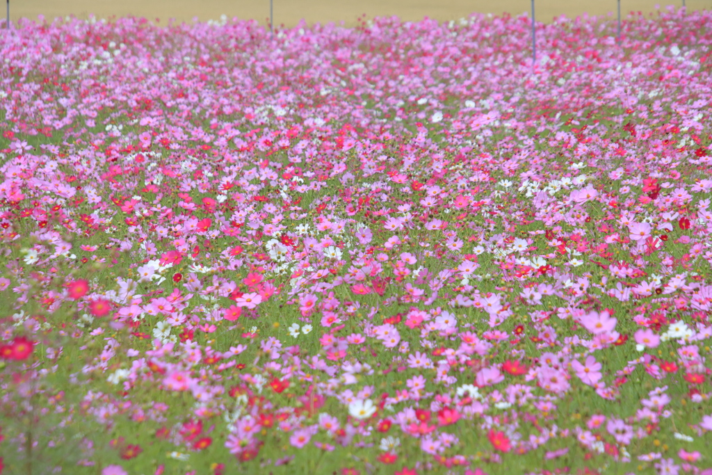 コスモス畑1