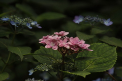 紫陽花４