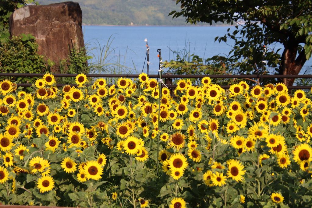 海とヒマワリ畑