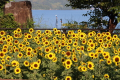 海とヒマワリ畑