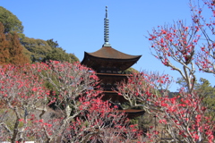 五重塔と梅2