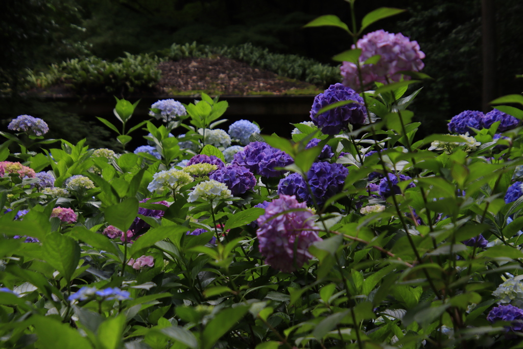 紫陽花4