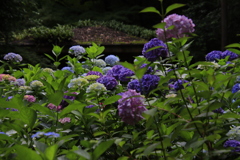 紫陽花4