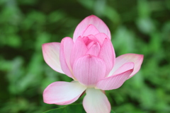 源久寺の大賀蓮4