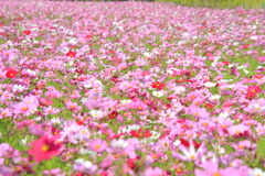 コスモス畑2