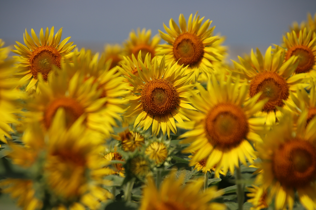 花の海ひまわり畑6