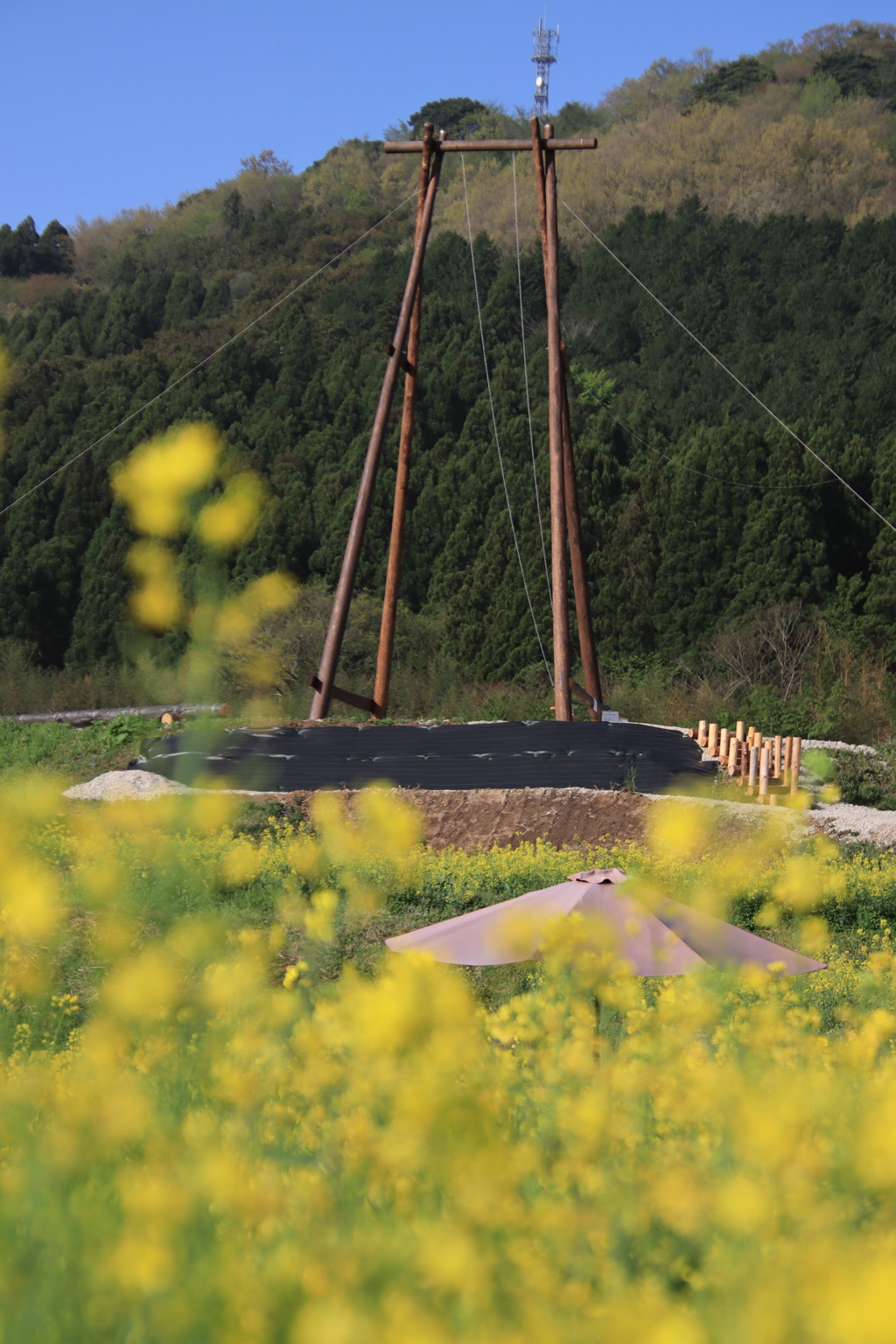 菜の花とブランコと傘2