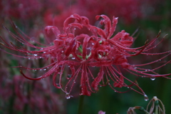 雨の中の彼岸花4