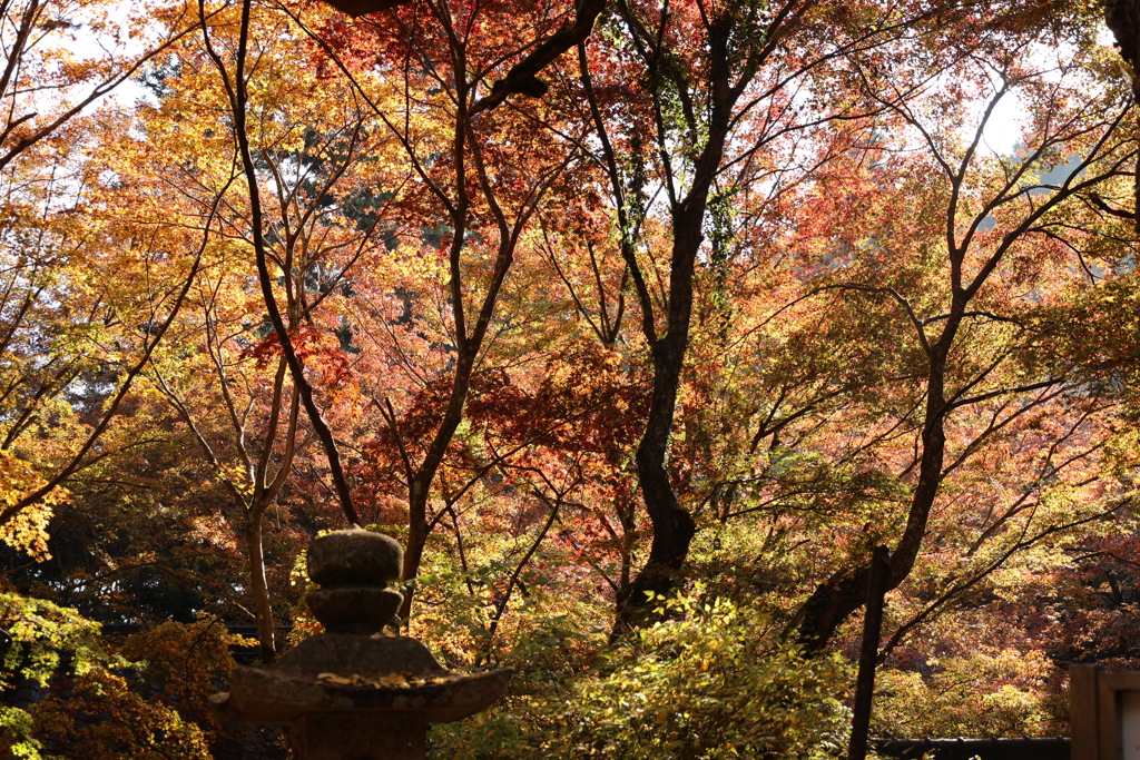 龍蔵寺紅葉2
