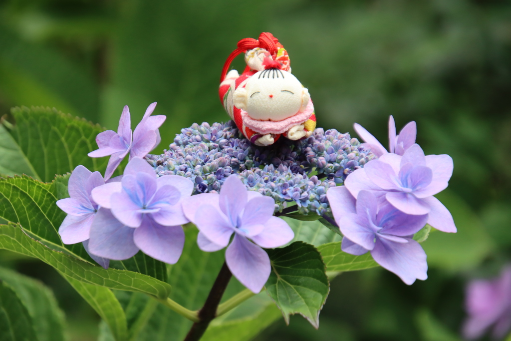 人形とあじさい