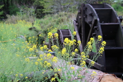 菜の花と３連水車