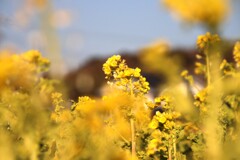 菜の花