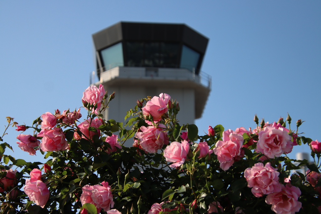 バラと管制塔