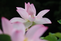 大賀蓮3