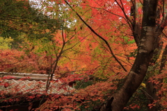 11.9重源の郷紅葉1