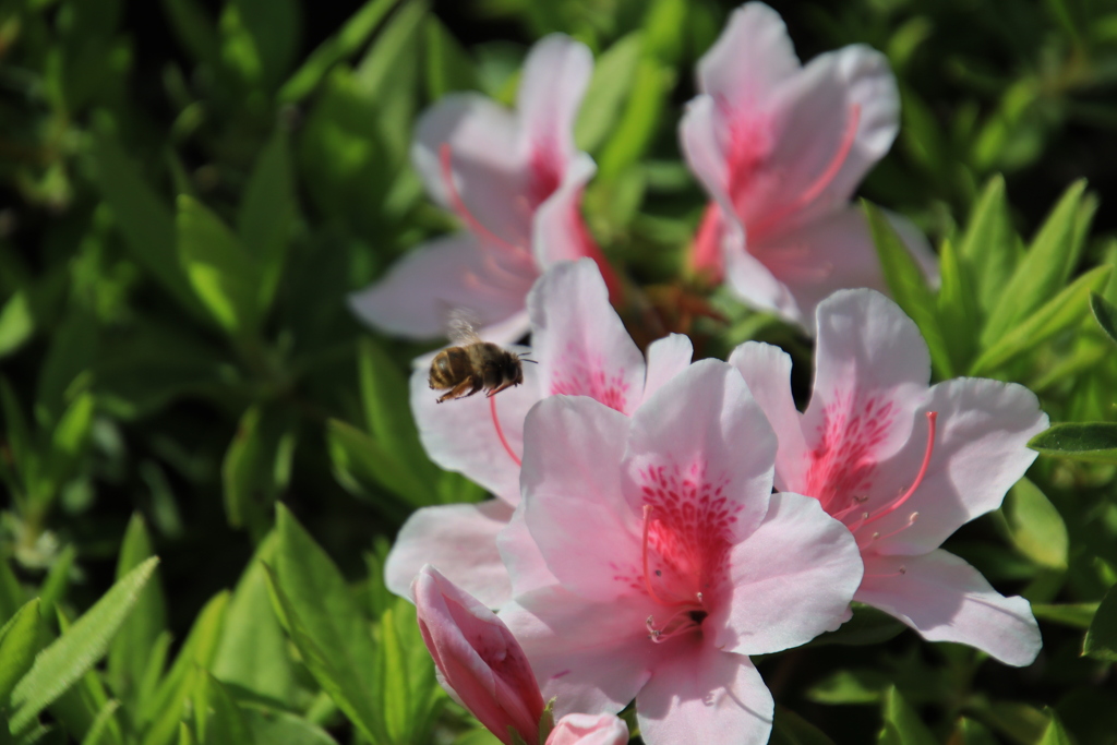 ミツバチとツツジ