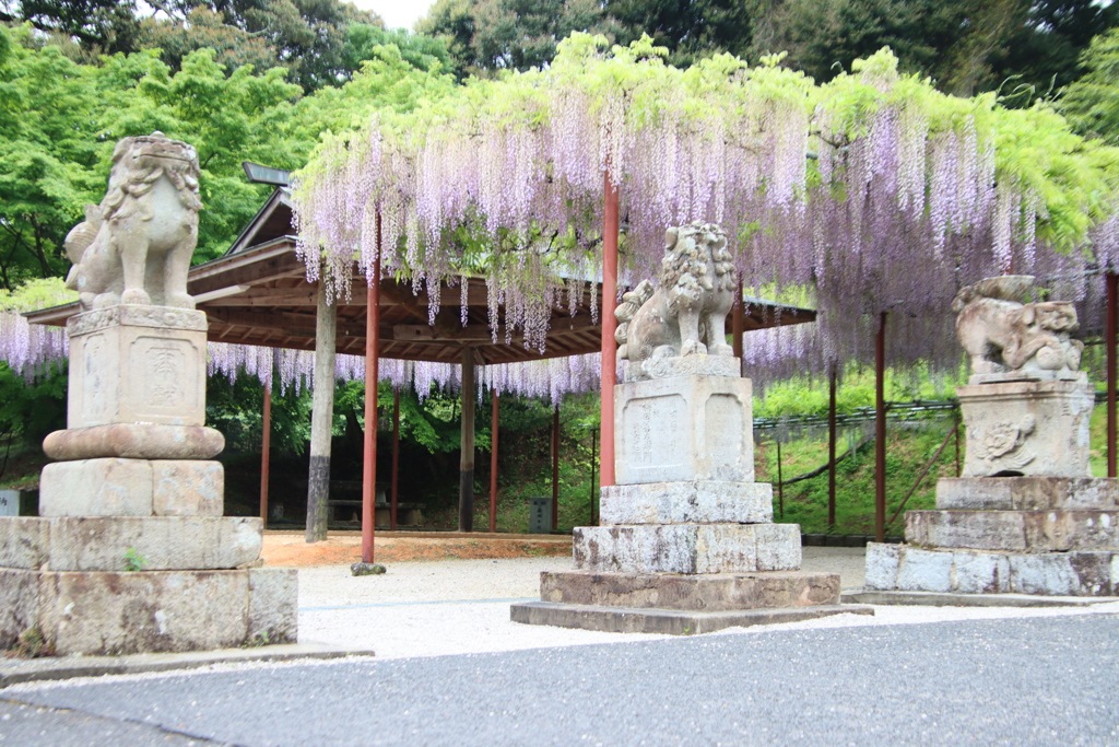 狛犬と藤棚