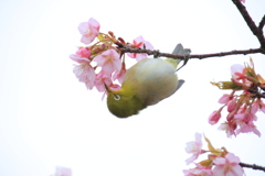 河津桜とメジロ2