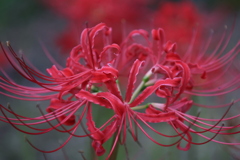 曼珠沙華3
