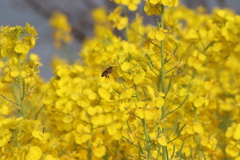 菜の花とミツバチ