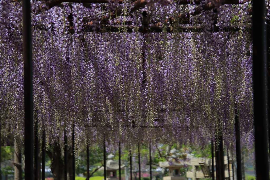 満開の藤棚1