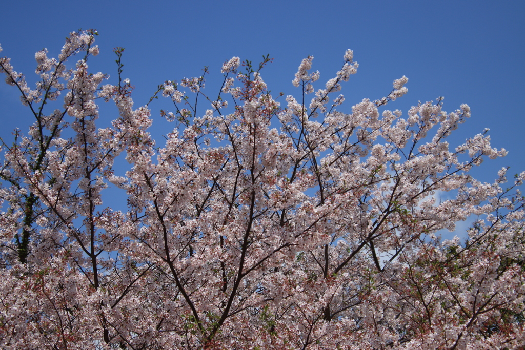 さくらと青空2
