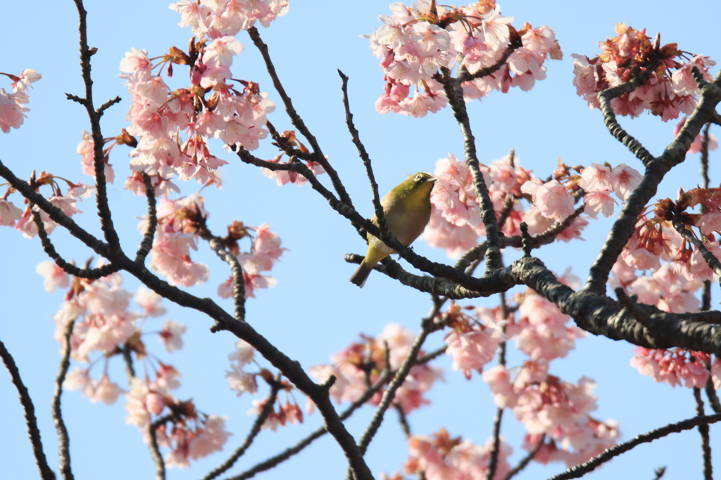 蓬莱桜とメジロ5