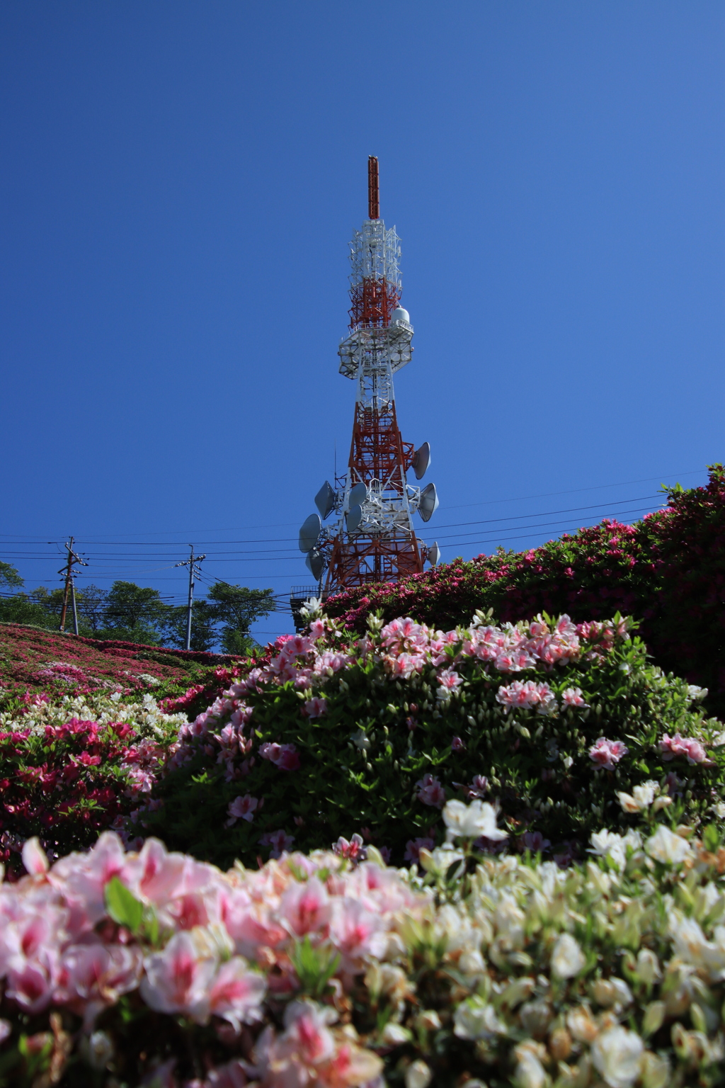 ツツジとテレビ塔2