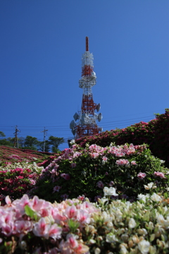 ツツジとテレビ塔2