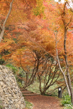 重源の郷の紅葉5
