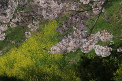 桜と菜の花