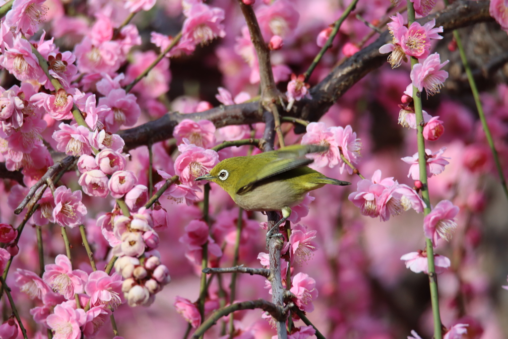 梅とメジロ