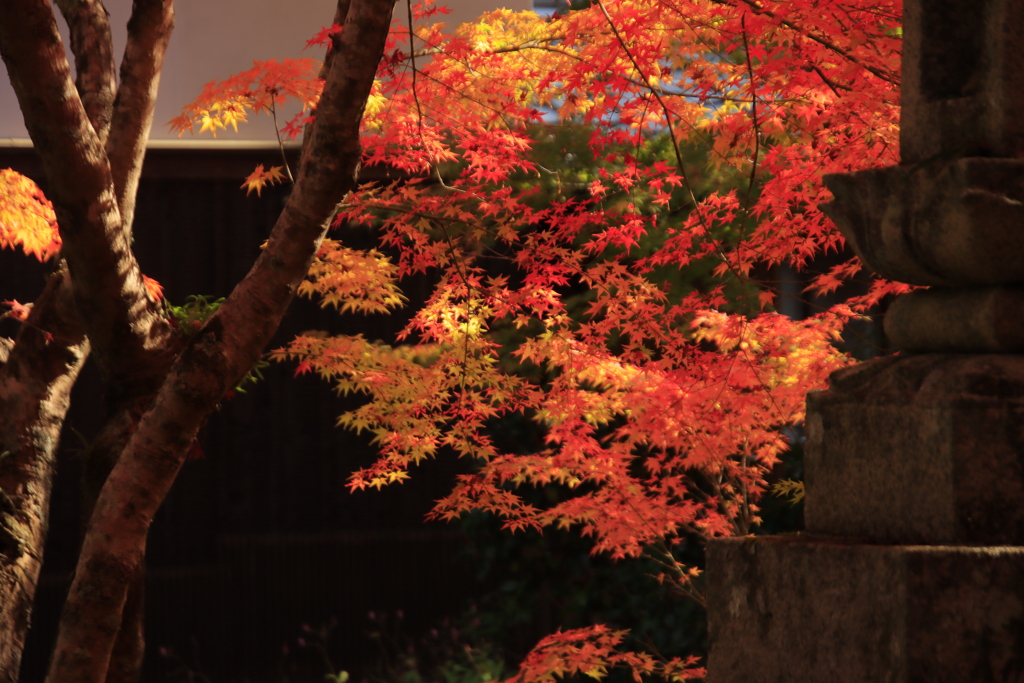 両足寺紅葉7