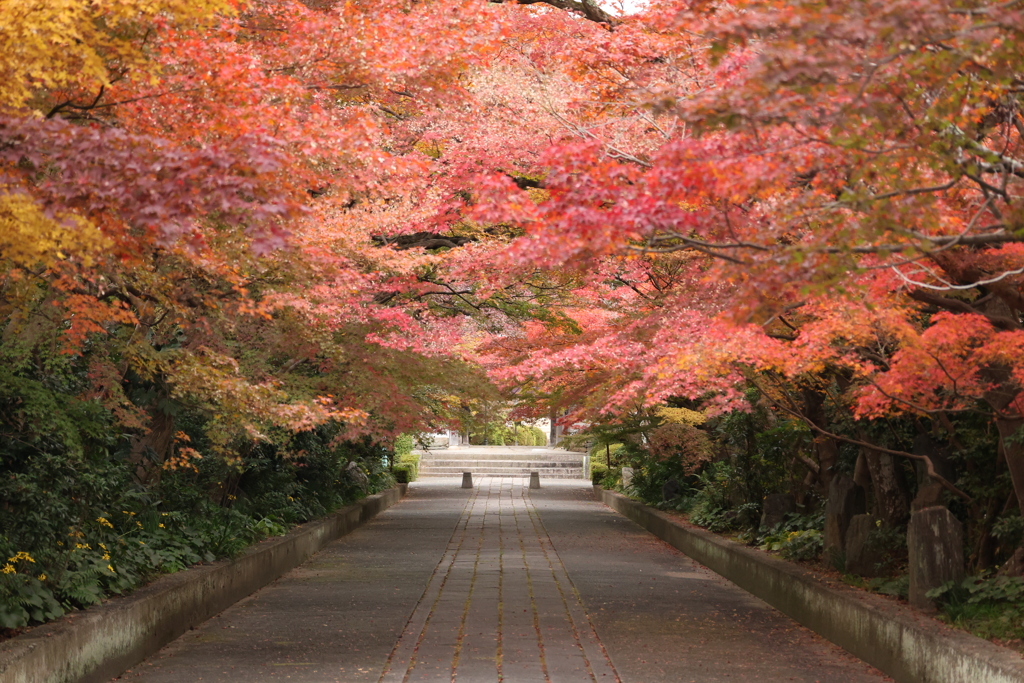 龍福寺参道の紅葉2
