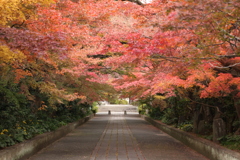 龍福寺参道の紅葉2