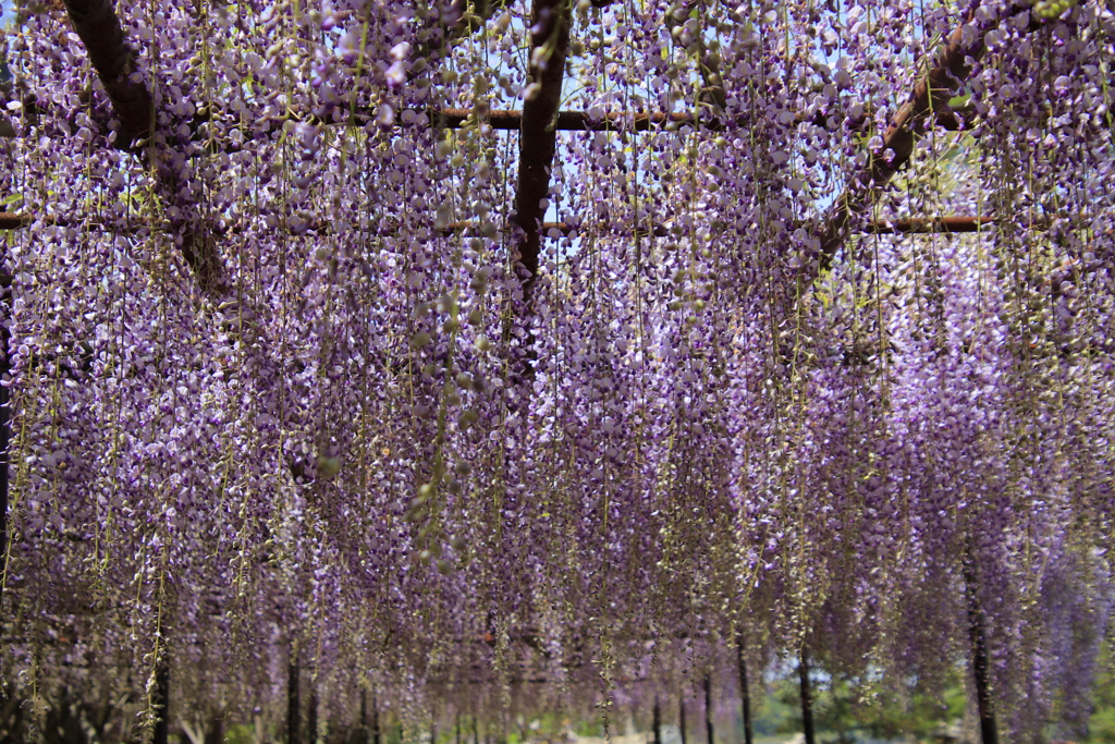 満開の藤棚2