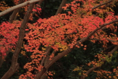 紅葉1
