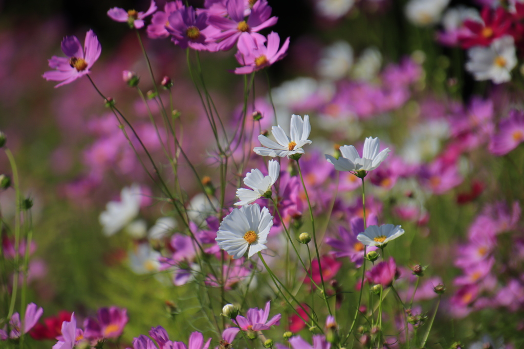 コスモス