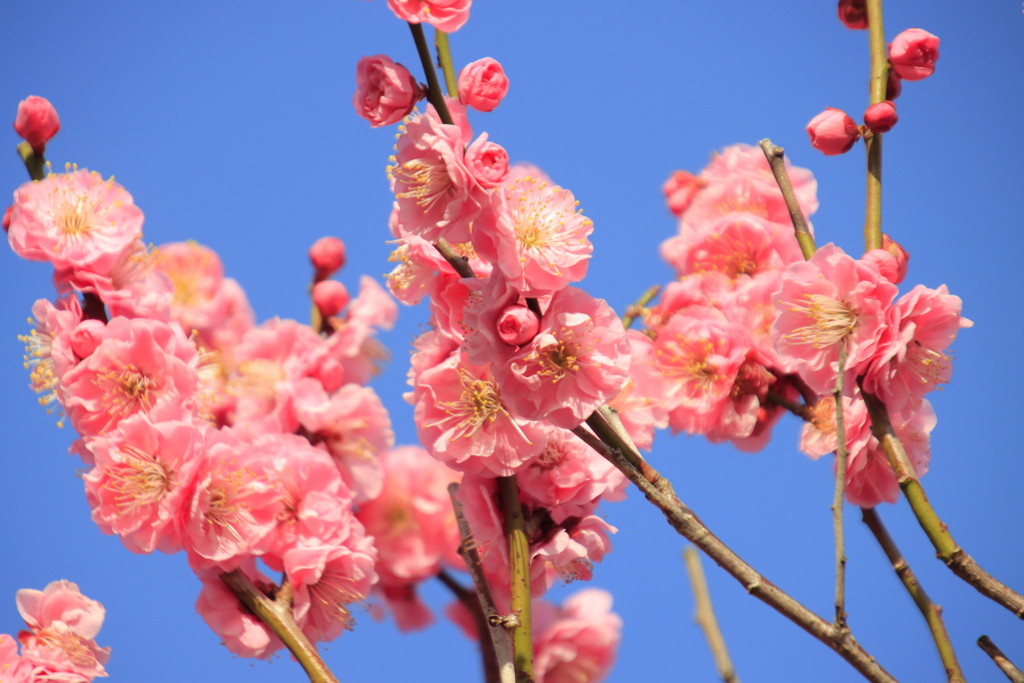 青空と梅