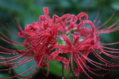 彼岸花4