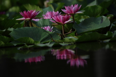 睡蓮2