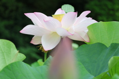 源久寺の大賀蓮3